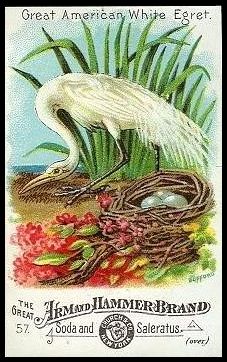 57 Great American White Egret